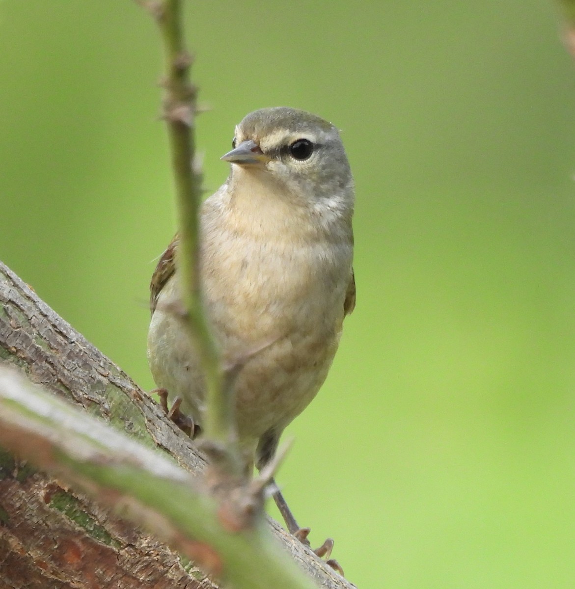 Tennessee Warbler - Derek Heins