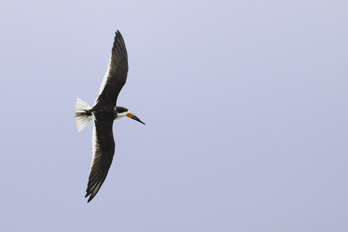 Black Skimmer - Amy Hudechek