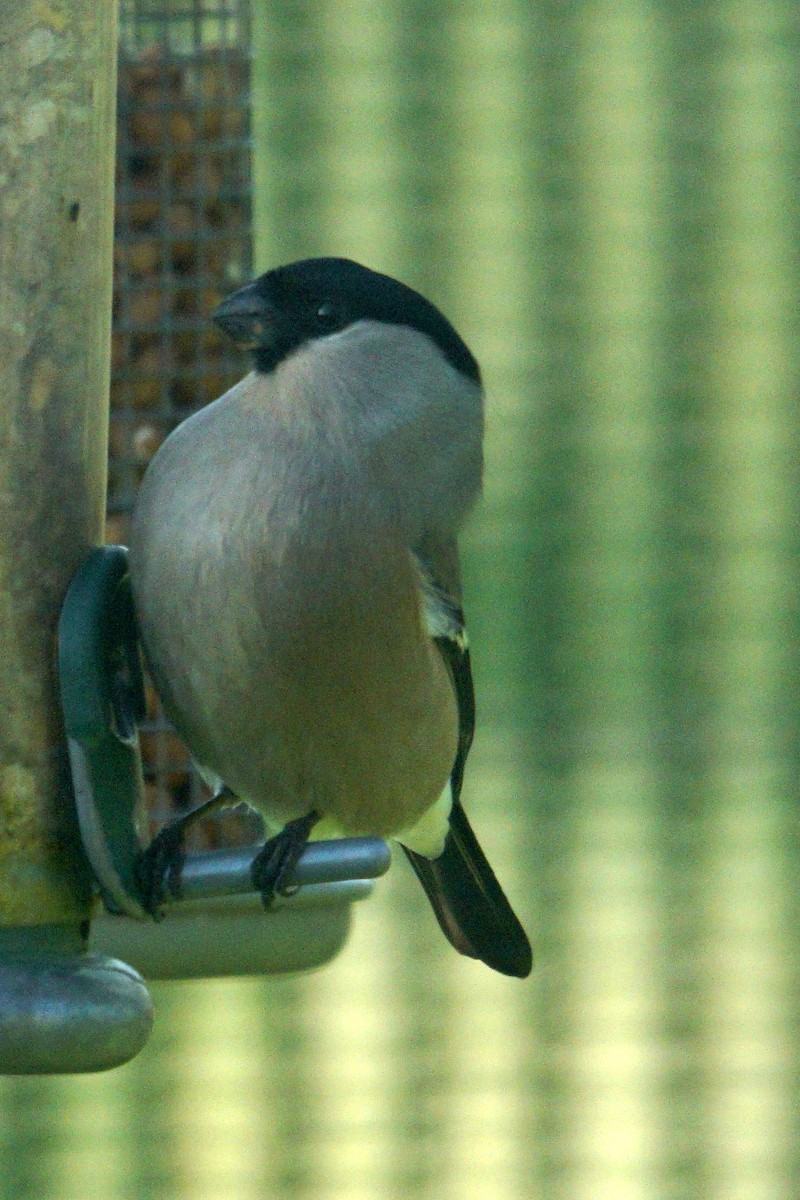 Eurasian Bullfinch - ML618562282