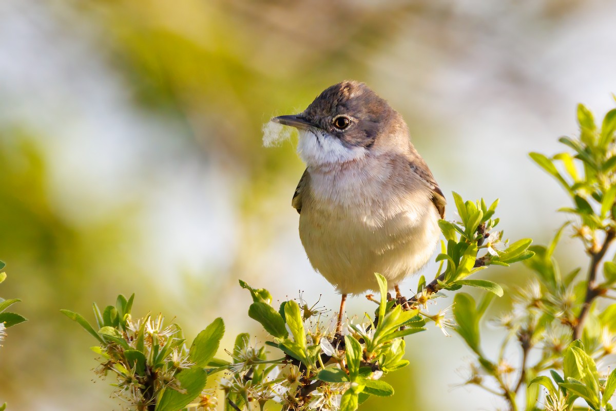 Greater Whitethroat - ML618562294