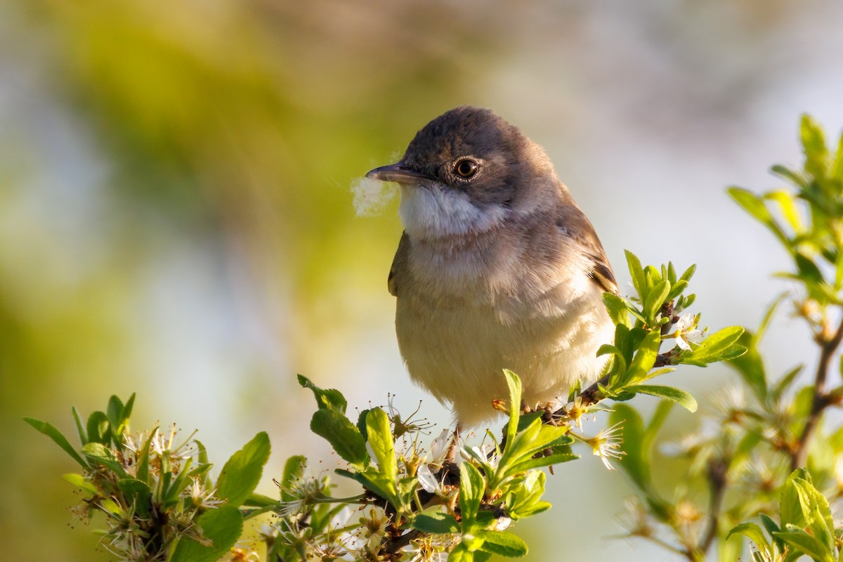 Greater Whitethroat - ML618562296