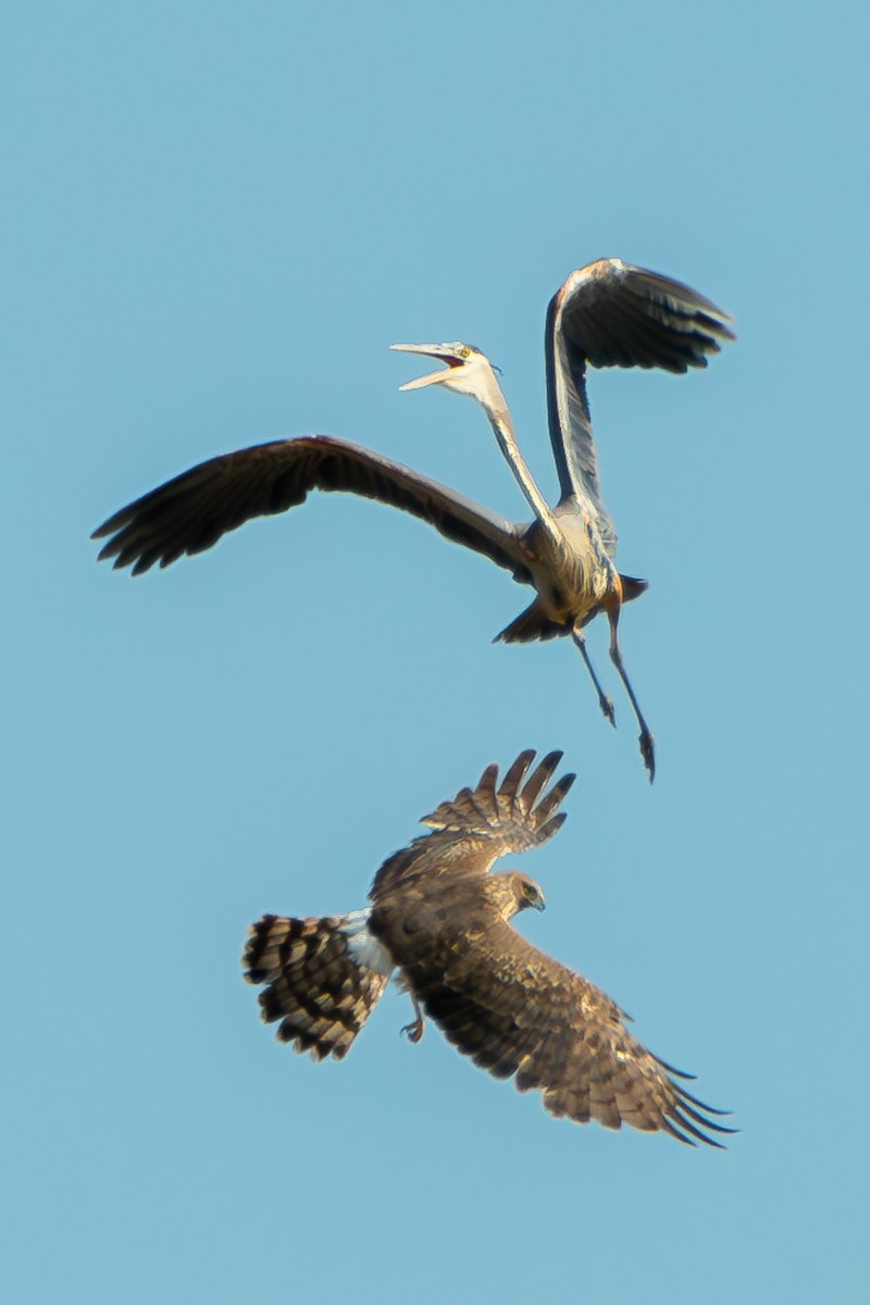 Great Blue Heron - ML618562308