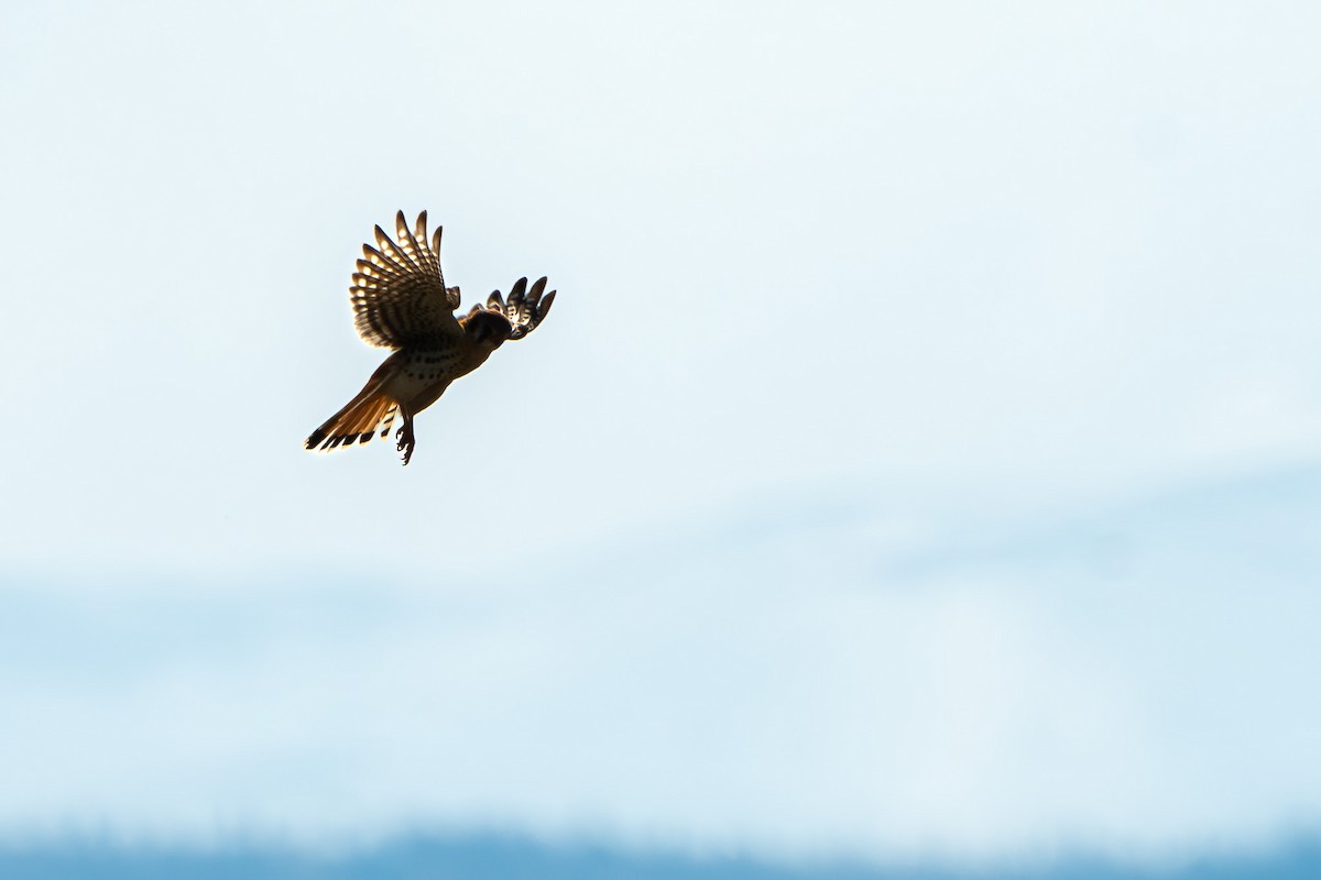 American Kestrel - ML618562330