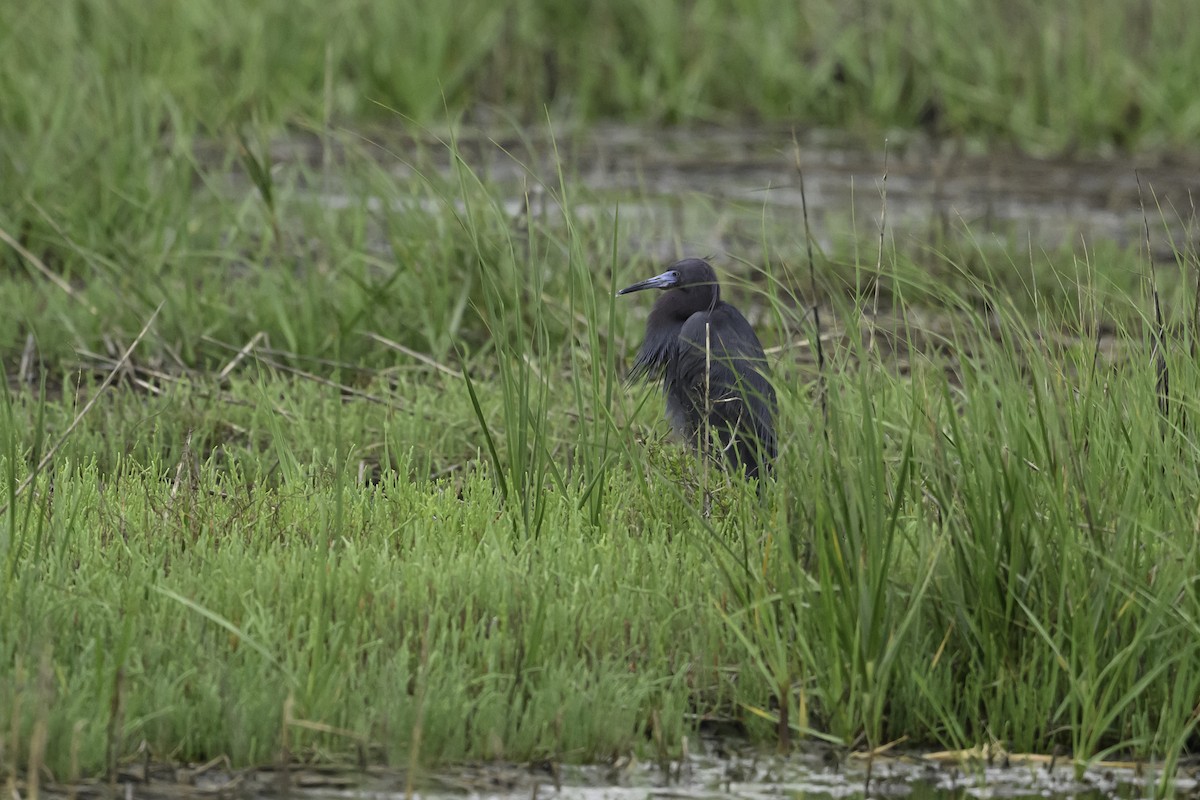 Little Blue Heron - Amy Hudechek