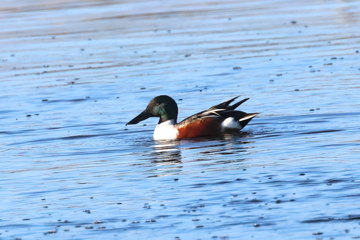 Northern Shoveler - ML618562370