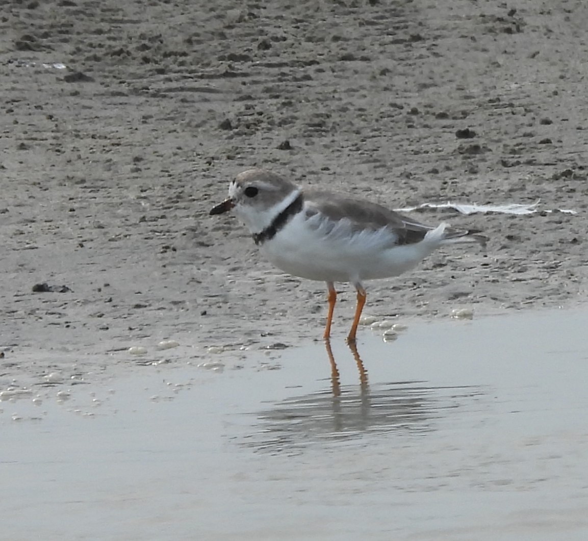 Piping Plover - ML618562381