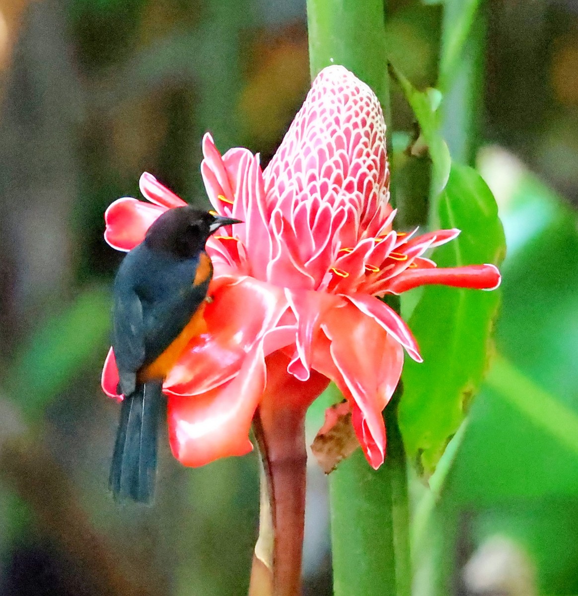 Martinique Oriole - Maciej  Kotlarski