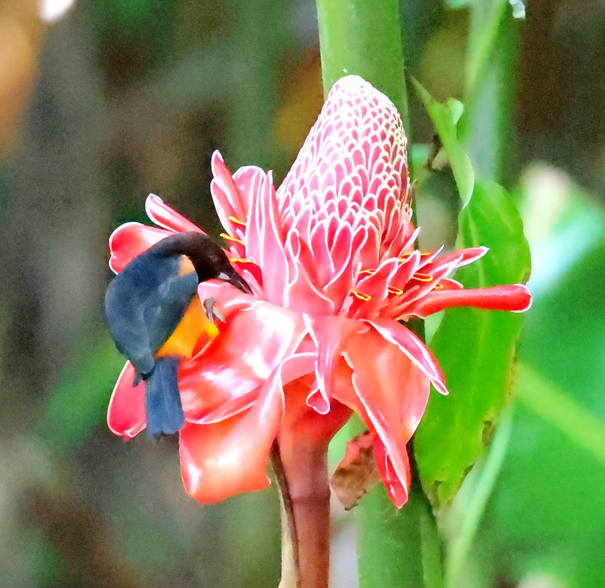 Martinique Oriole - ML618562400