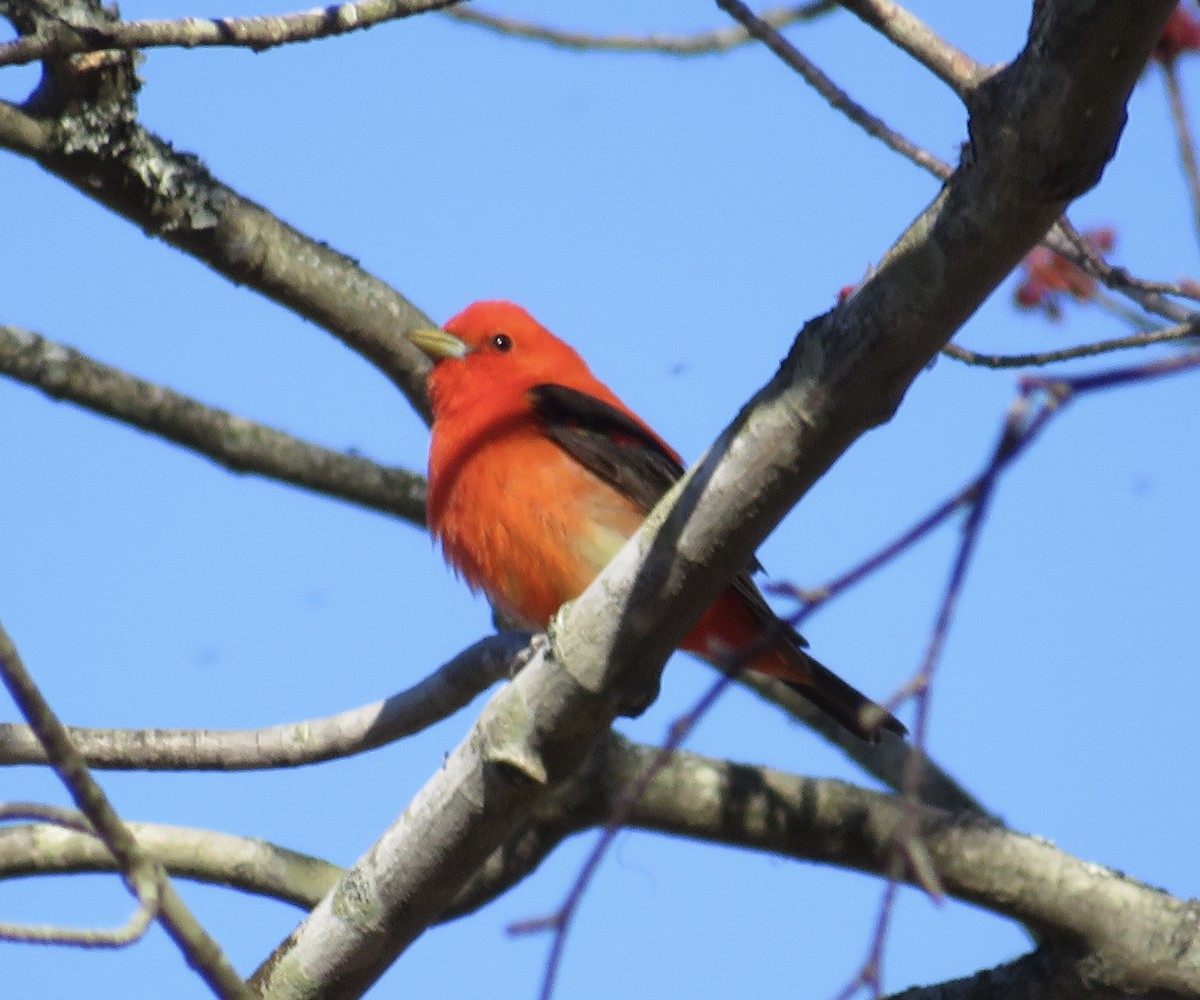 Scarlet Tanager - ML618562423