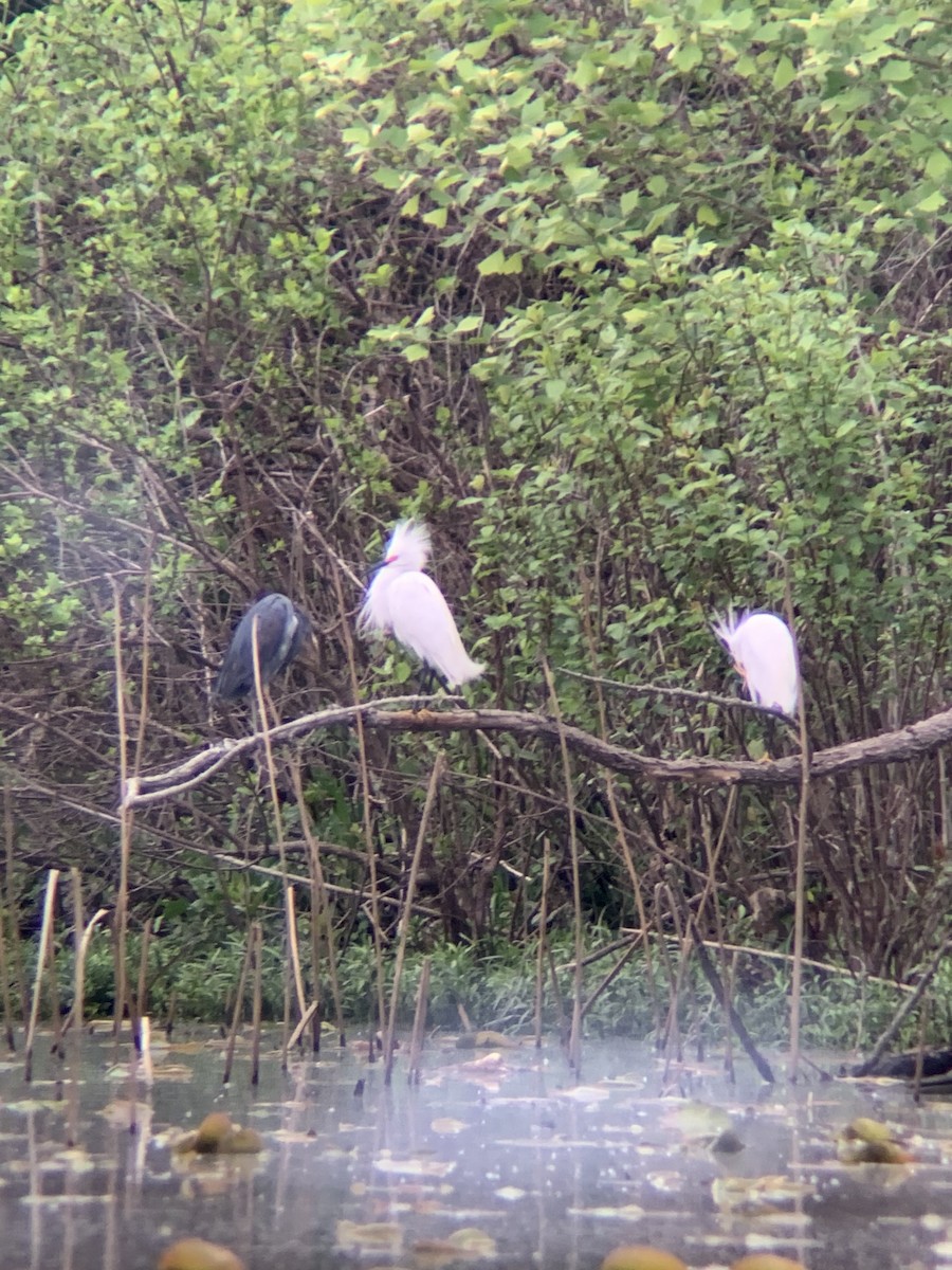 Snowy Egret - ML618562503