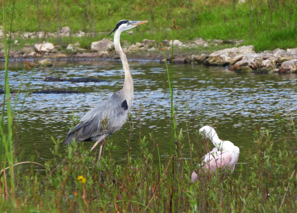 Great Blue Heron - ML618562547