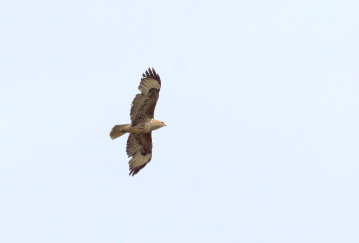 Common Buzzard - ML618562555