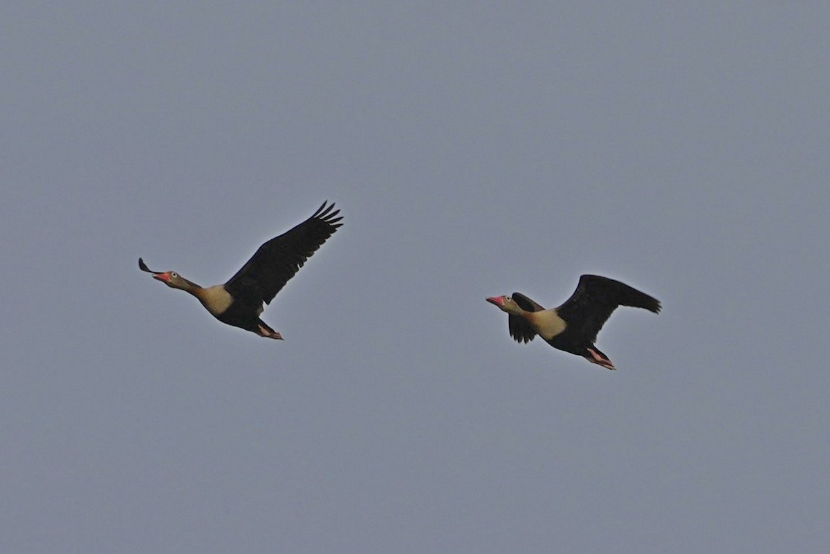 Dendrocygne à ventre noir - ML618562561