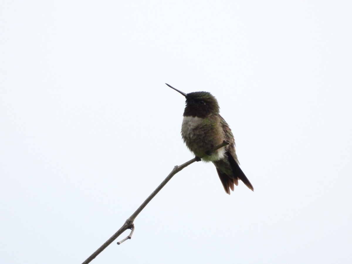 Ruby-throated Hummingbird - ML618562568