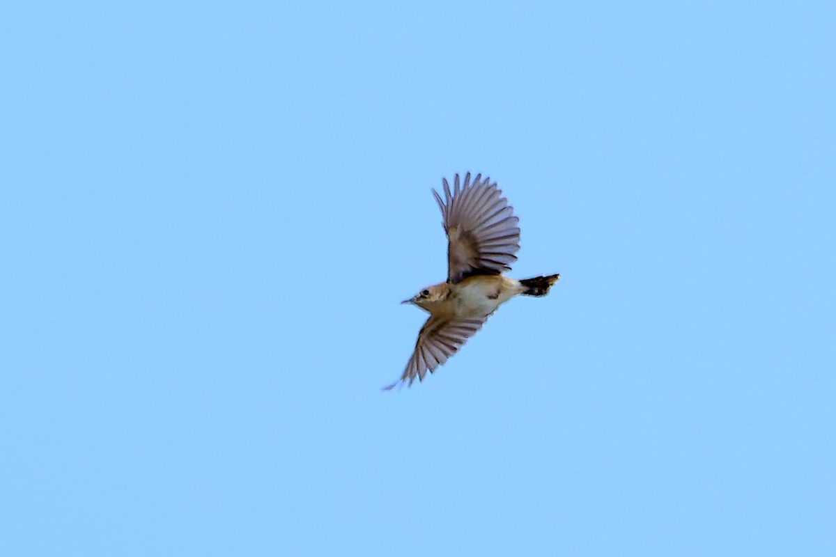 Zitting Cisticola - ML618562576