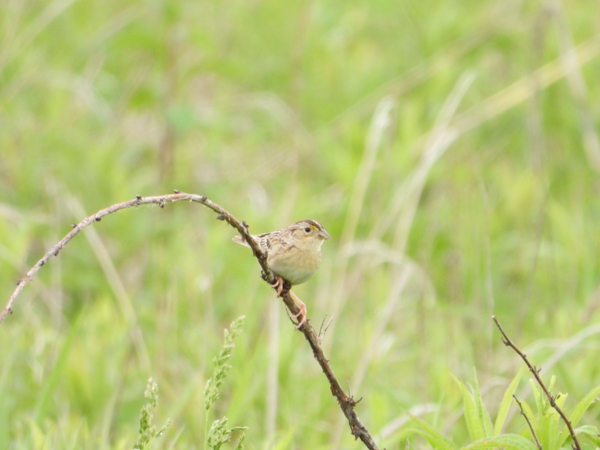 Grasshopper Sparrow - ML618562587