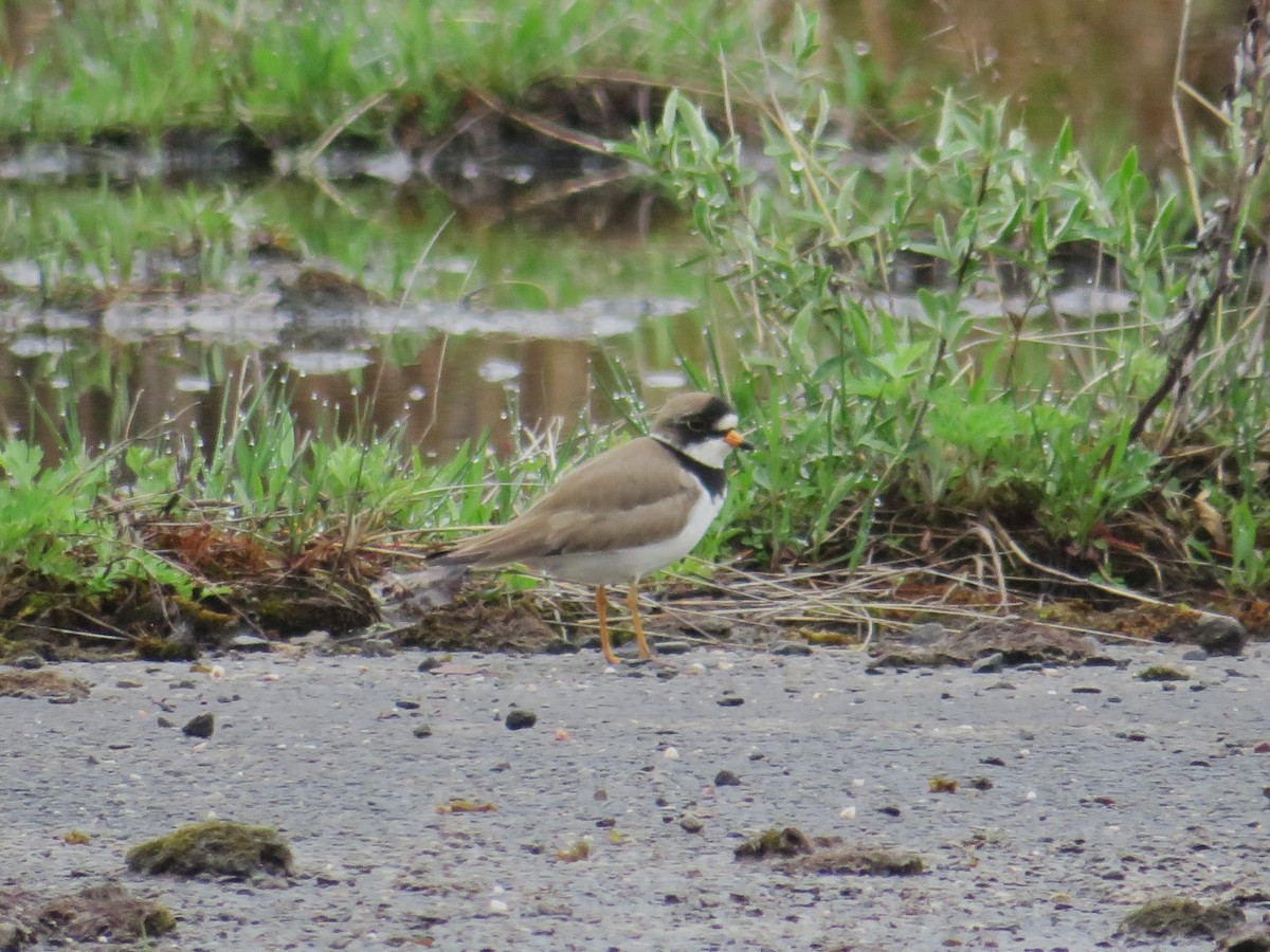 Semipalmated Plover - ML618562639