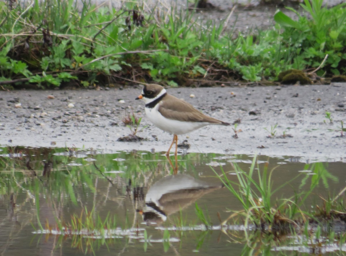 Semipalmated Plover - ML618562667