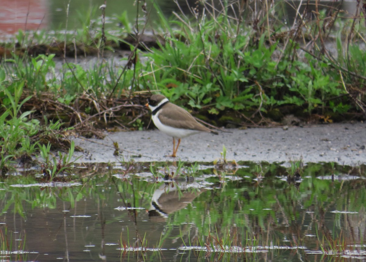 Semipalmated Plover - ML618562679