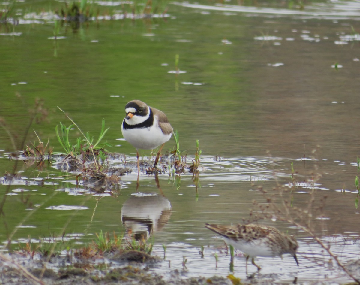 Semipalmated Plover - ML618562684