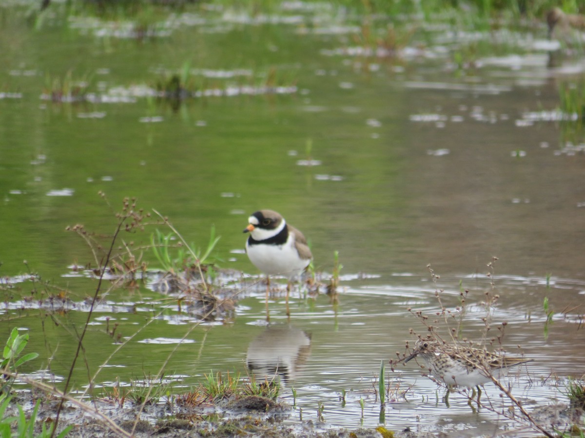 Semipalmated Plover - ML618562691