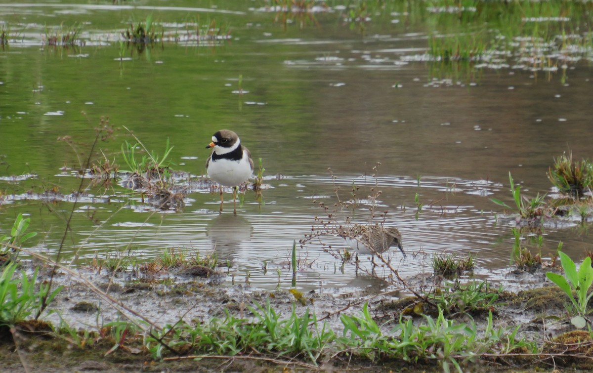 Semipalmated Plover - ML618562701