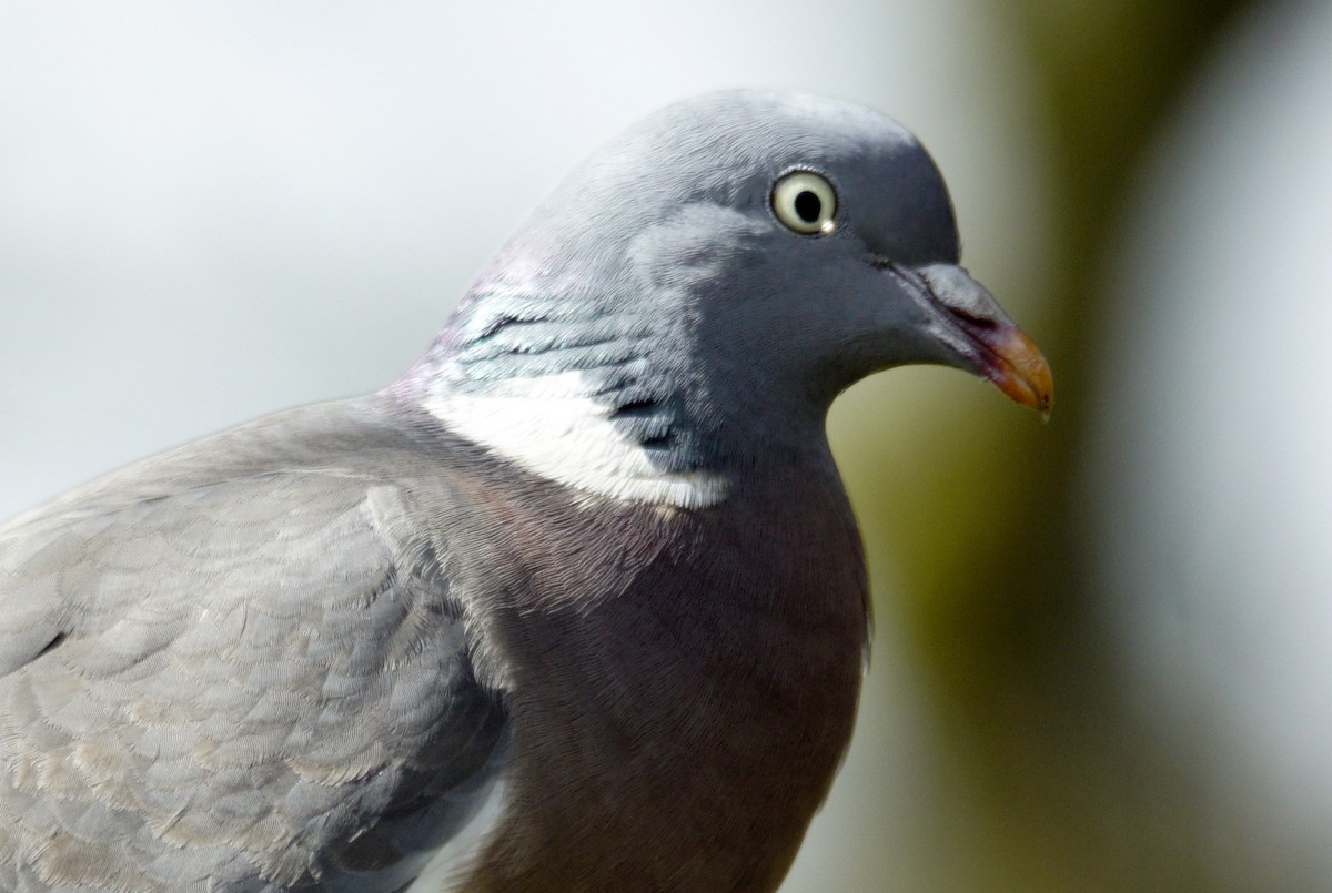 Common Wood-Pigeon - ML618562704