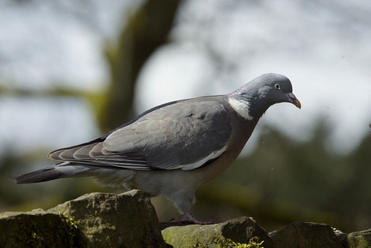 Common Wood-Pigeon - ML618562705