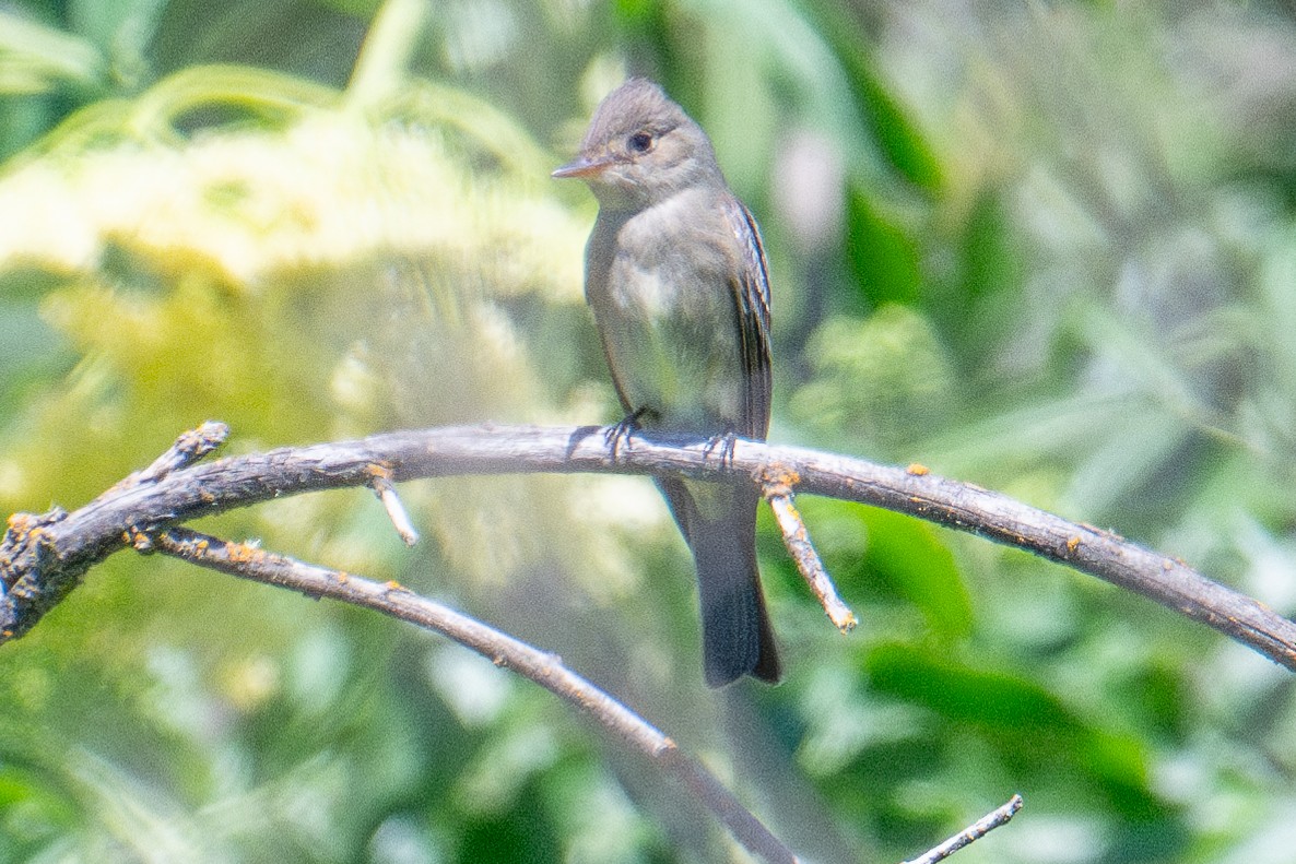 Western Wood-Pewee - ML618562710