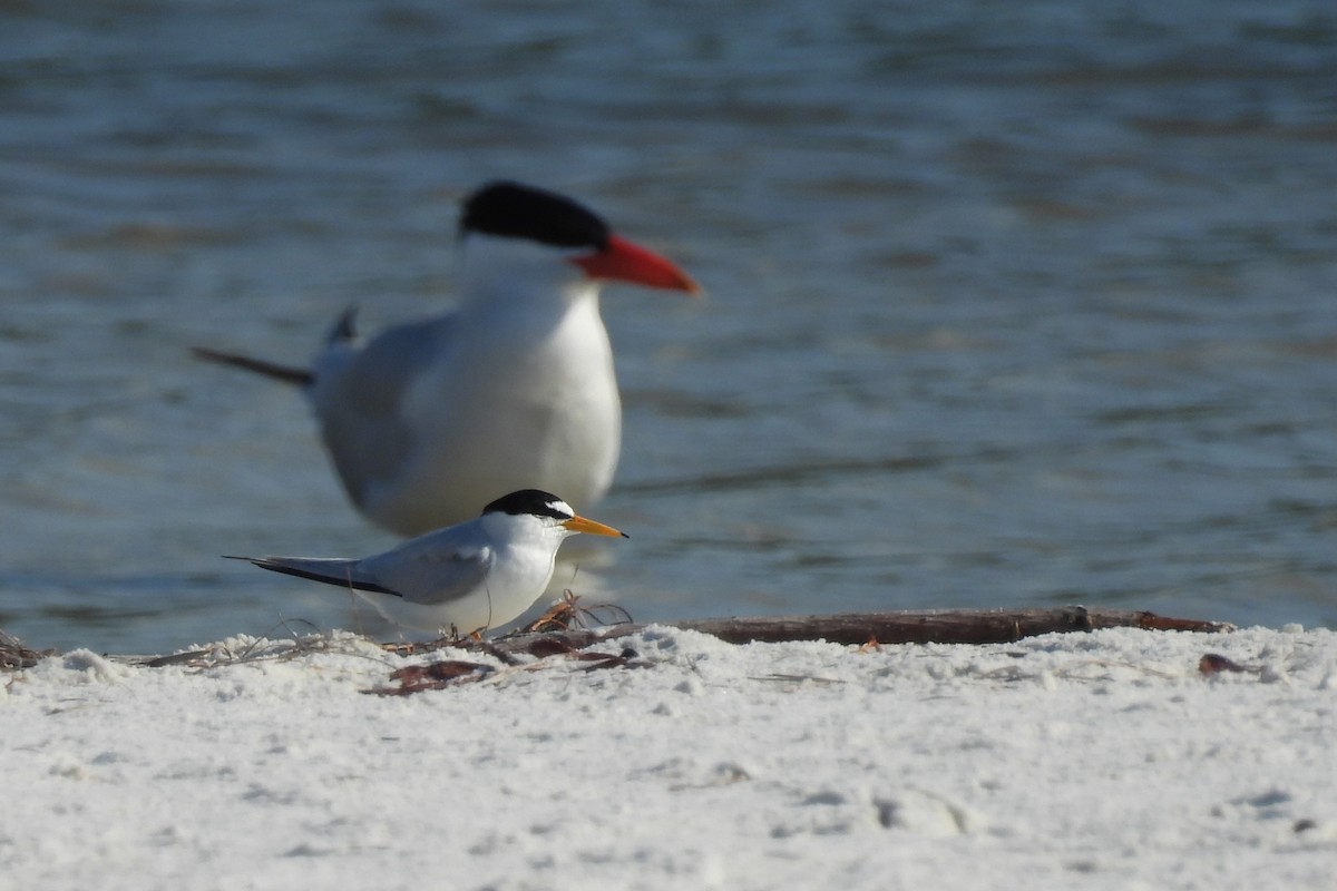 Least Tern - Judith A. Kennedy