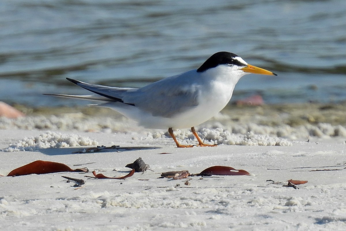 Least Tern - Judith A. Kennedy