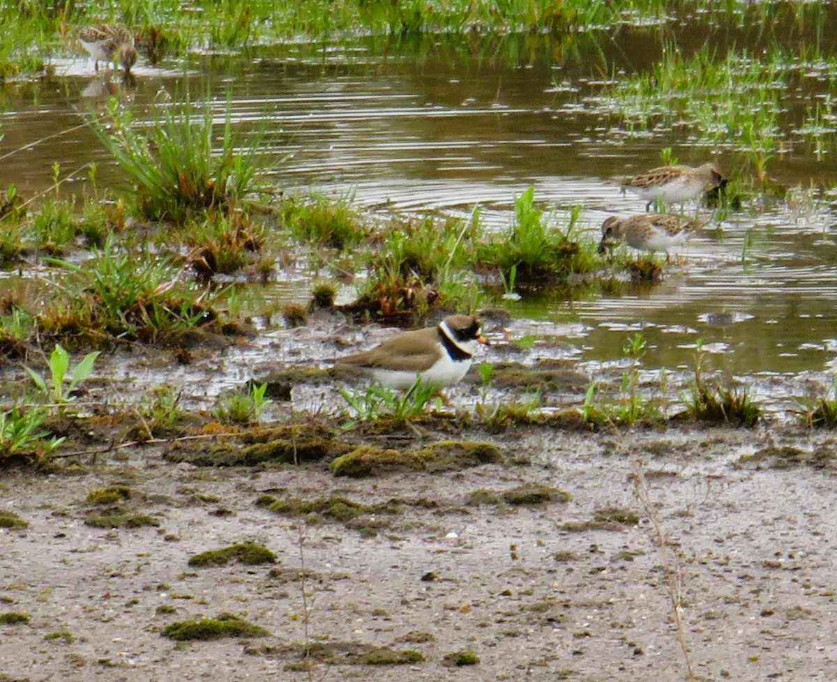 Semipalmated Plover - ML618562720