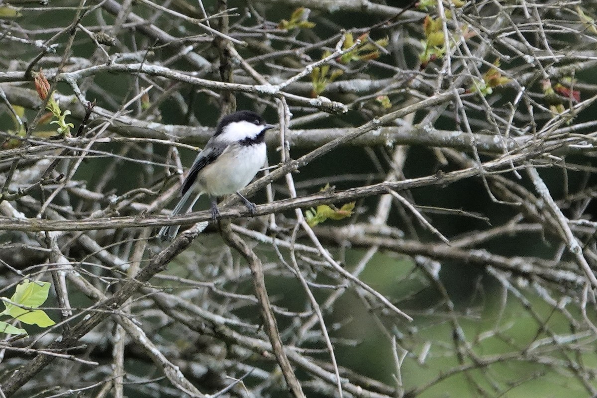 Black-capped Chickadee - Tom Shepard