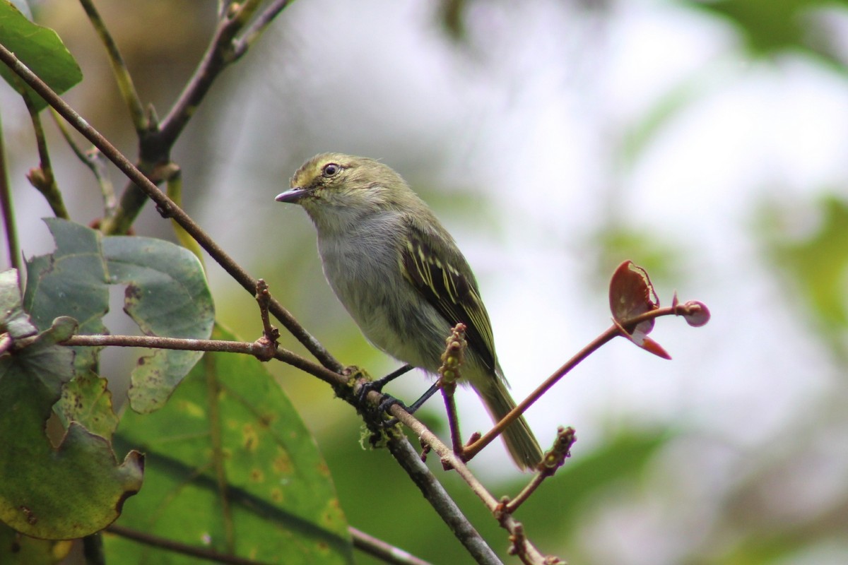 Mosquerito del Chocó - ML618562729