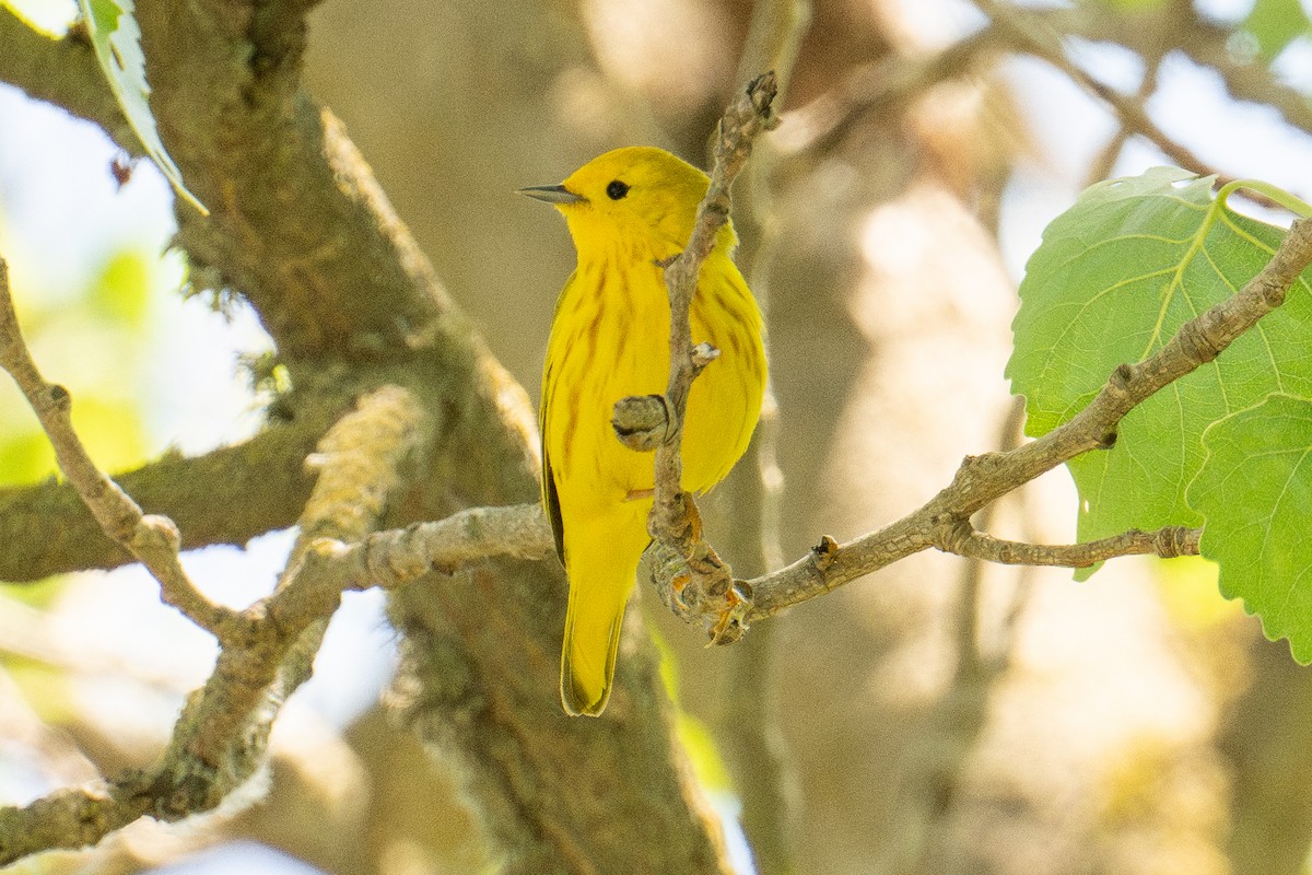 Yellow Warbler (Northern) - ML618562809