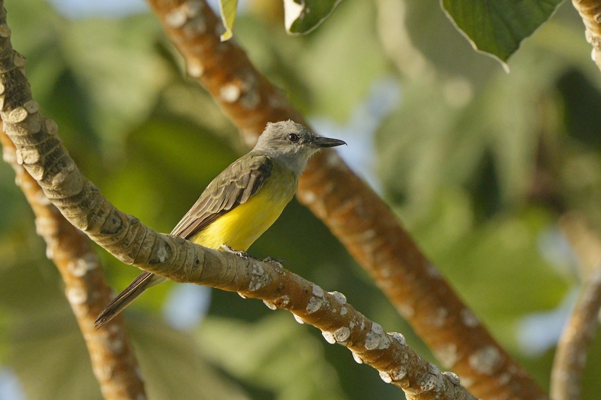 Tropical Kingbird - ML618562849