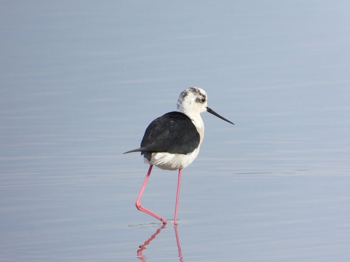 Black-winged Stilt - ML618562860