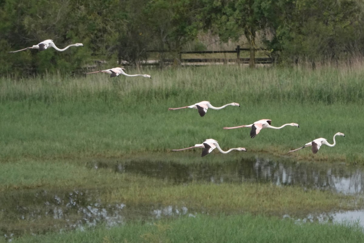 Greater Flamingo - ML618562876