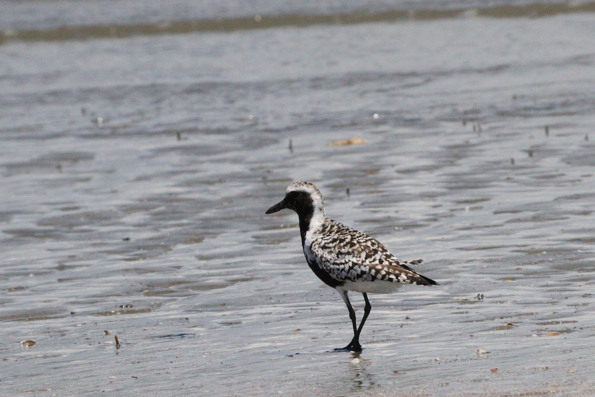 Black-bellied Plover - Jessica Strimpfel