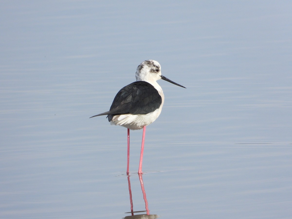 Black-winged Stilt - ML618562889