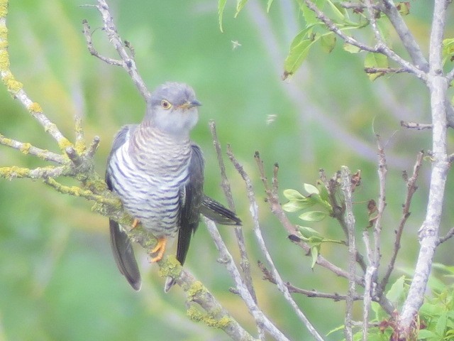 Common Cuckoo - Sergio Tomey