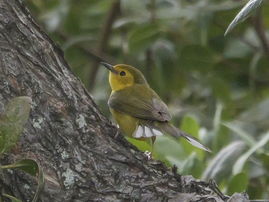 Hooded Warbler - ML618562902