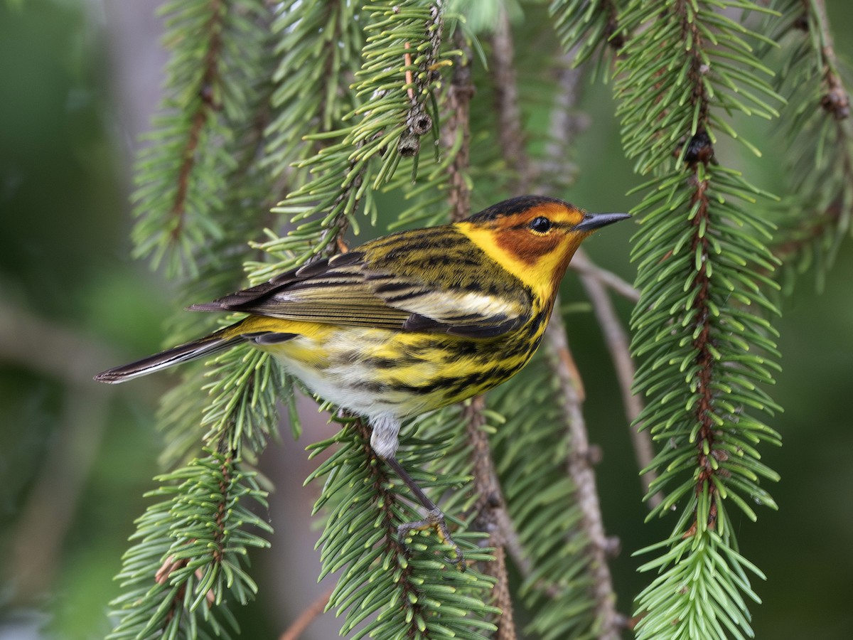 Cape May Warbler - ML618562908