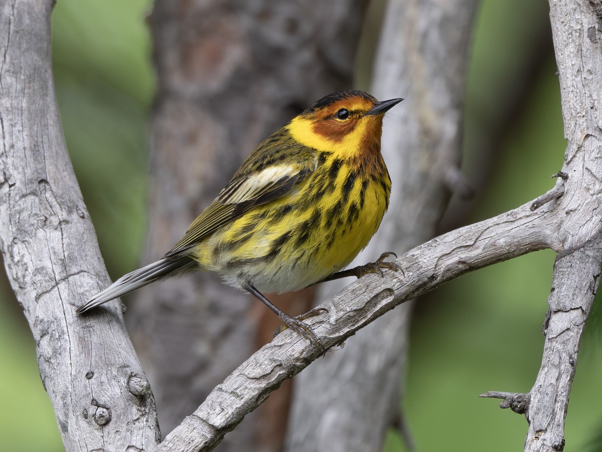 Cape May Warbler - ML618562909