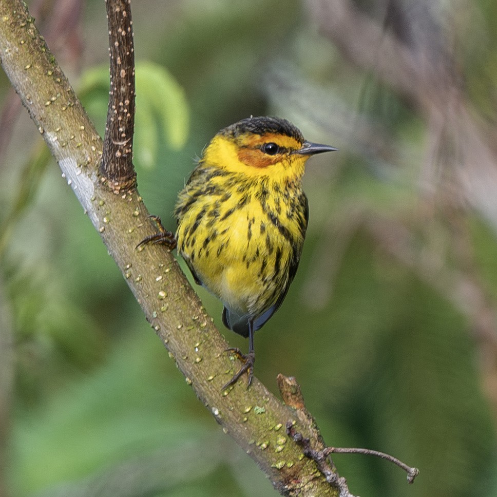 Cape May Warbler - ML618562910