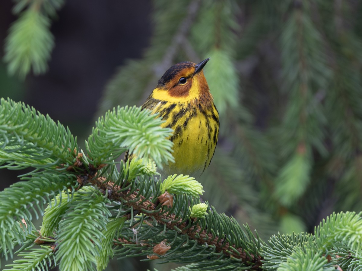 Cape May Warbler - ML618562911