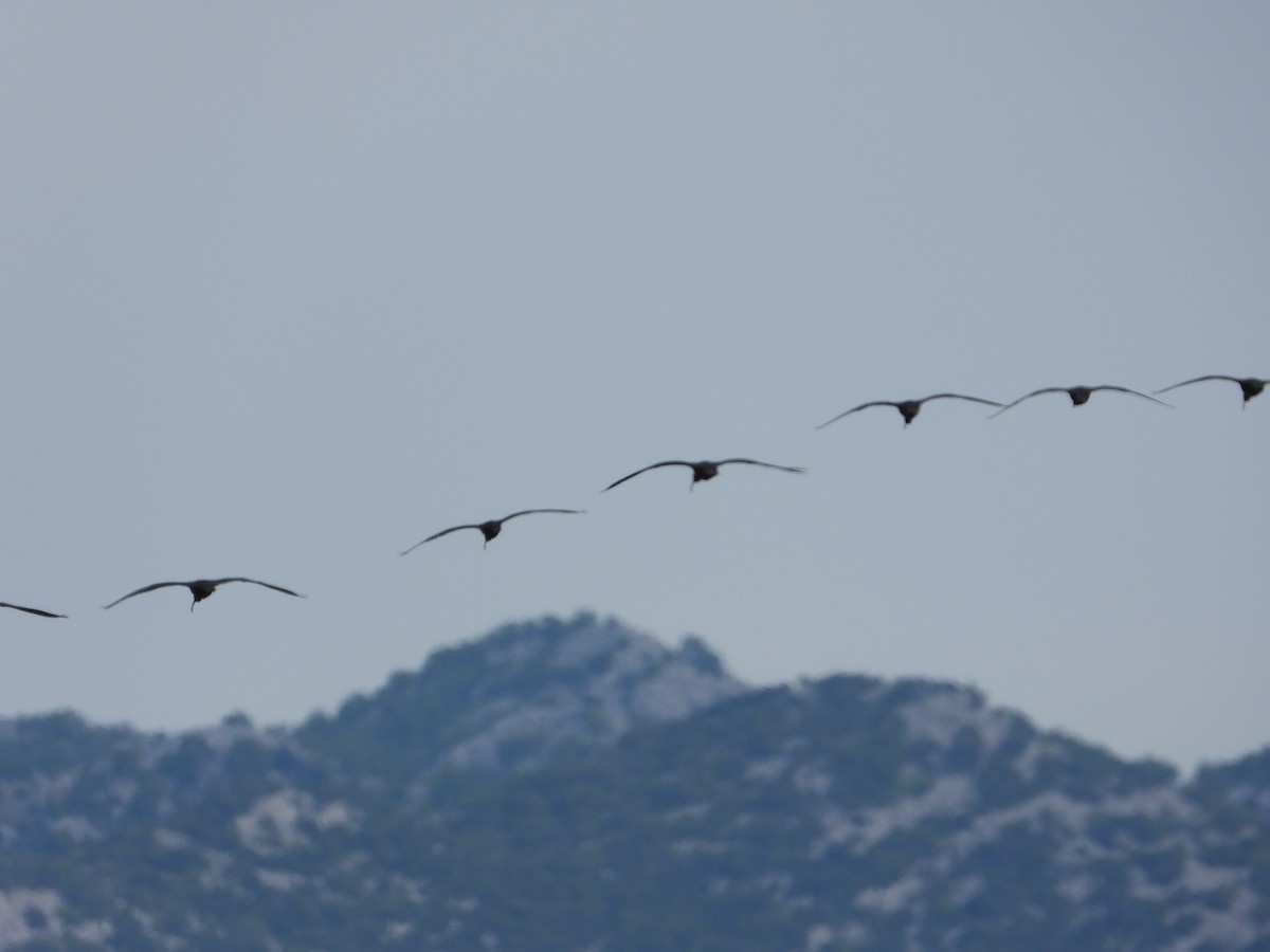 Glossy Ibis - ML618562913