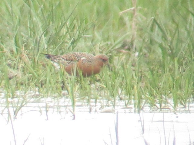 Red Knot - Sergio Tomey