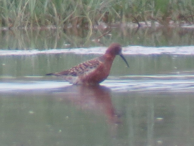 Curlew Sandpiper - ML618562922