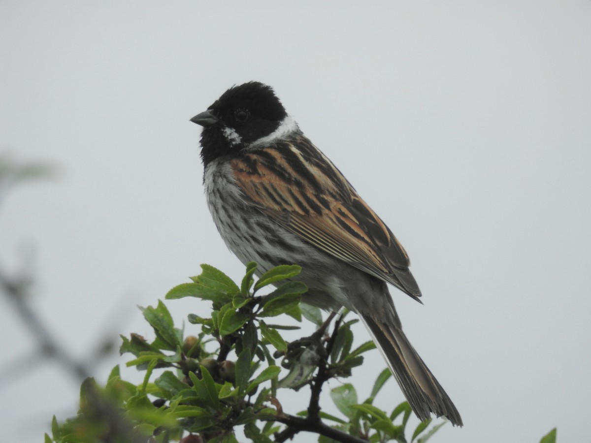 Reed Bunting - ML618562929